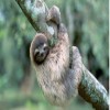 A-three-toed-tree-sloth-h-008